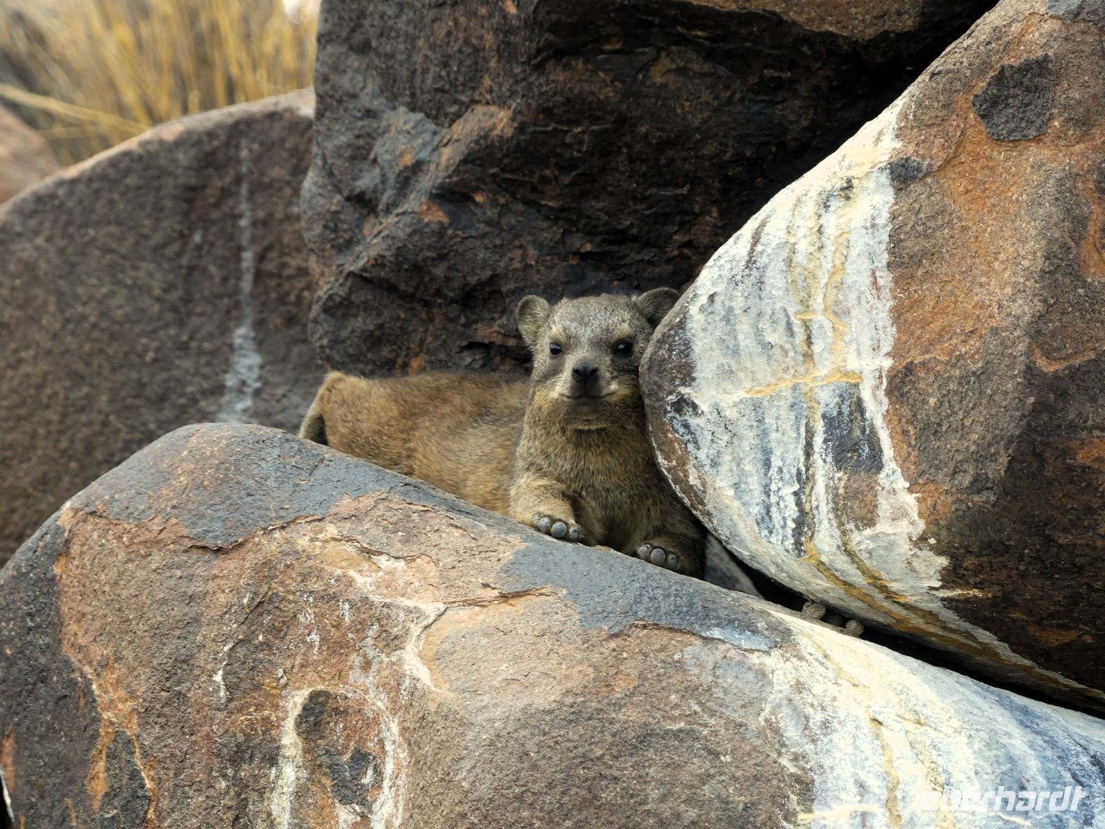 Namibia - Klippschliefer &ndash; &copy; Annett Müller (Eberhardt TRAVEL)
