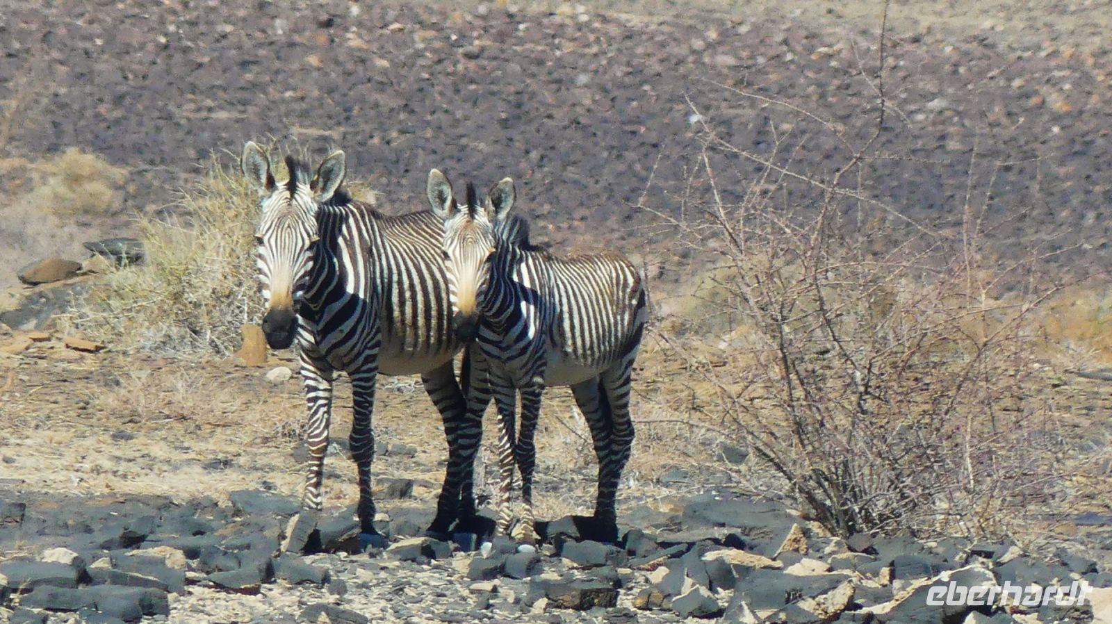 Namibia - Bergzebras &ndash; &copy; Annett Müller (Eberhardt TRAVEL)