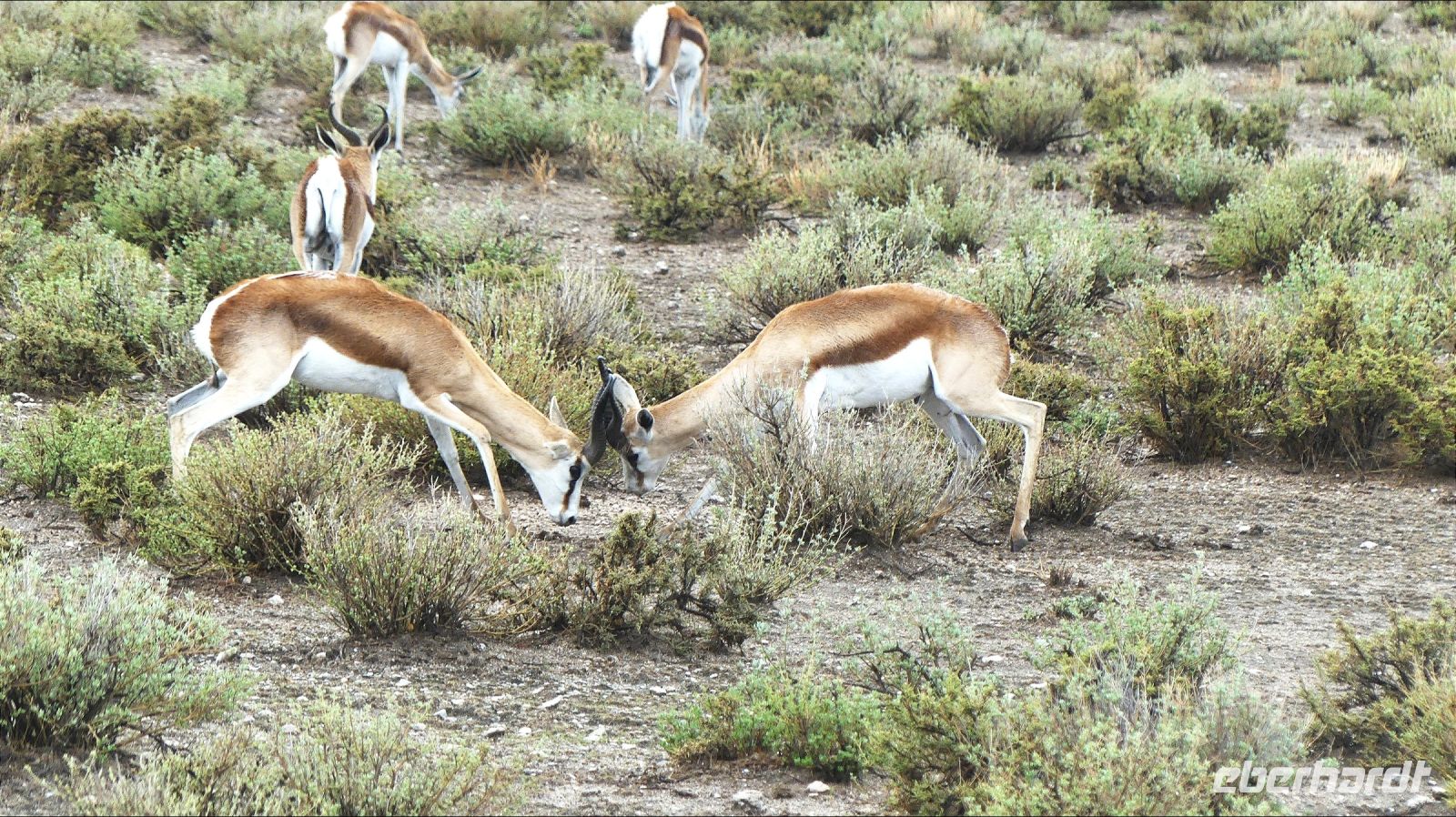 Namibia - Pirschfahrt im grünen Etosha - Springböcke &ndash; &copy; Annett Müller (Eberhardt TRAVEL)
