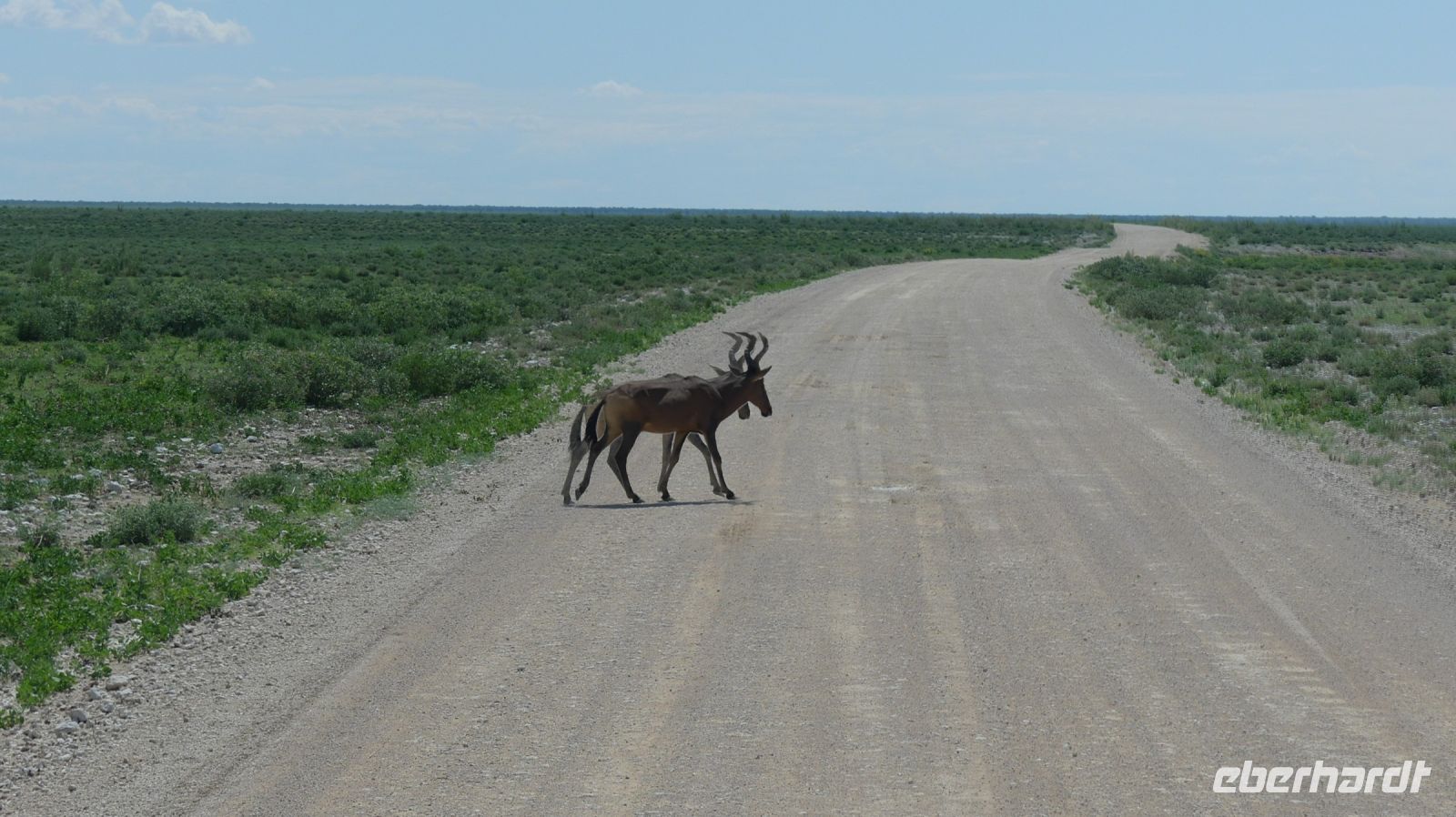 Namibia - Pirschfahrt im grünen Etosha - Kuhantilopen &ndash; &copy; Annett Müller (Eberhardt TRAVEL)