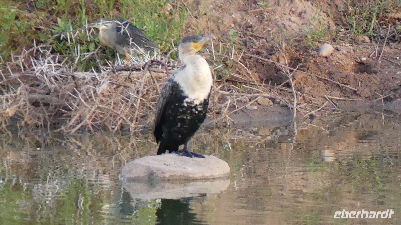 Namibia - Mount Etjo Safari Lodge -Weißbrustkormoran &ndash; &copy; Annett Müller (Eberhardt TRAVEL)