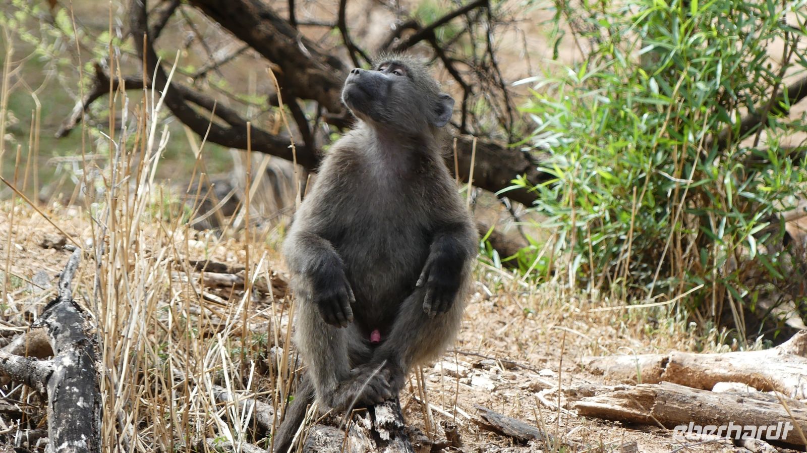 Namibia - Mount Etjo Safari Lodge - Paviane &ndash; &copy; Annett Müller (Eberhardt TRAVEL)