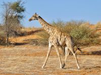 Namibia - Nature Drive in der Kalahari - Giraffe &ndash; &copy; Annett Müller (Eberhardt TRAVEL)
