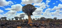Namibia -Köcherbaumwald &ndash; &copy; Annett Müller (Eberhardt TRAVEL)