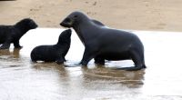 Namibia - Bootsfahrt in der Lagune von Walvis Bay - Kinderstube &ndash; &copy; Annett Müller (Eberhardt TRAVEL)