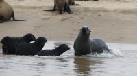 Namibia - Bootsfahrt in der Lagune von Walvis Bay - Schwimmunterricht &ndash; &copy; Annett Müller (Eberhardt TRAVEL)