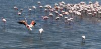 Namibia - Lagune von Walvis Bay - Flamingos &ndash; &copy; Annett Müller (Eberhardt TRAVEL)