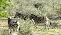 Namibia - Pirschfahrt im grünen Etosha &ndash; &copy; Annett Müller (Eberhardt TRAVEL)