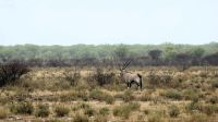 Namibia - Pirschfahrt im grünen Etosha - Oryx &ndash; &copy; Annett Müller (Eberhardt TRAVEL)