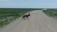 Namibia - Pirschfahrt im grünen Etosha - Kuhantilopen &ndash; &copy; Annett Müller (Eberhardt TRAVEL)