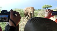 Namibia - Nature Drive am Mount Etjo - mitten in der Elefanten-Herde &ndash; &copy; Annett Müller (Eberhardt TRAVEL)