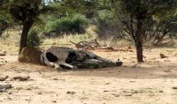 Namibia - Nature Drive am Mount Etjo - Kadaver &ndash; &copy; Annett Müller (Eberhardt TRAVEL)