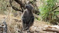 Namibia - Mount Etjo Safari Lodge - Paviane &ndash; &copy; Annett Müller (Eberhardt TRAVEL)