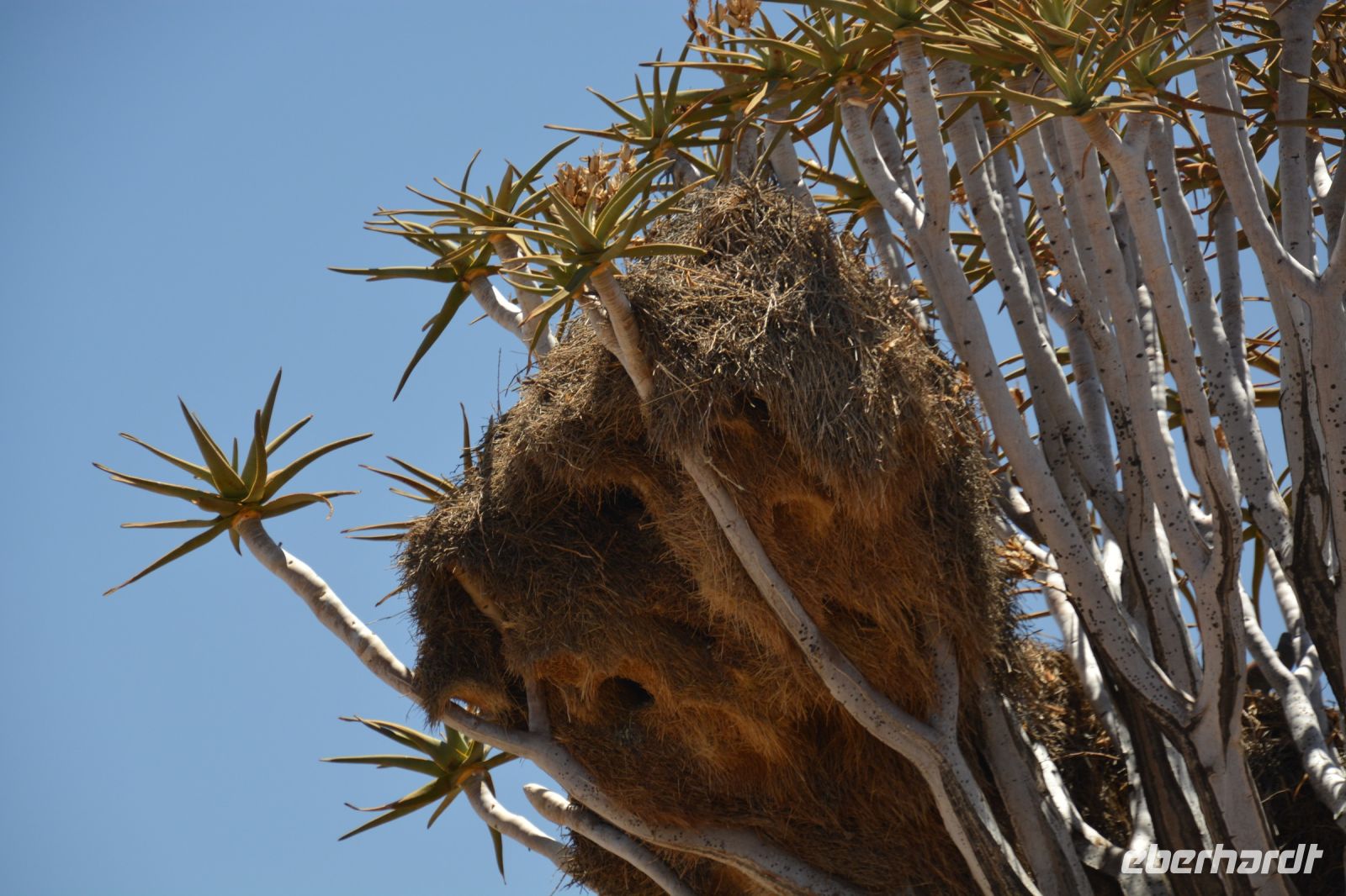 Webervogelnest im Köcherbaum &ndash; &copy; Gina Egenolf (Eberhardt TRAVEL)