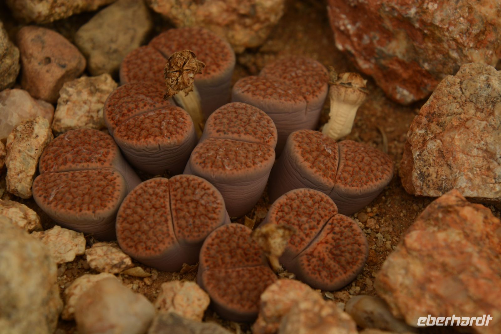 Lebende Steine (Lithops-Sukkulentengattung) - Alte Kalkofen Lodge &ndash; &copy; Gina Egenolf (Eberhardt TRAVEL)