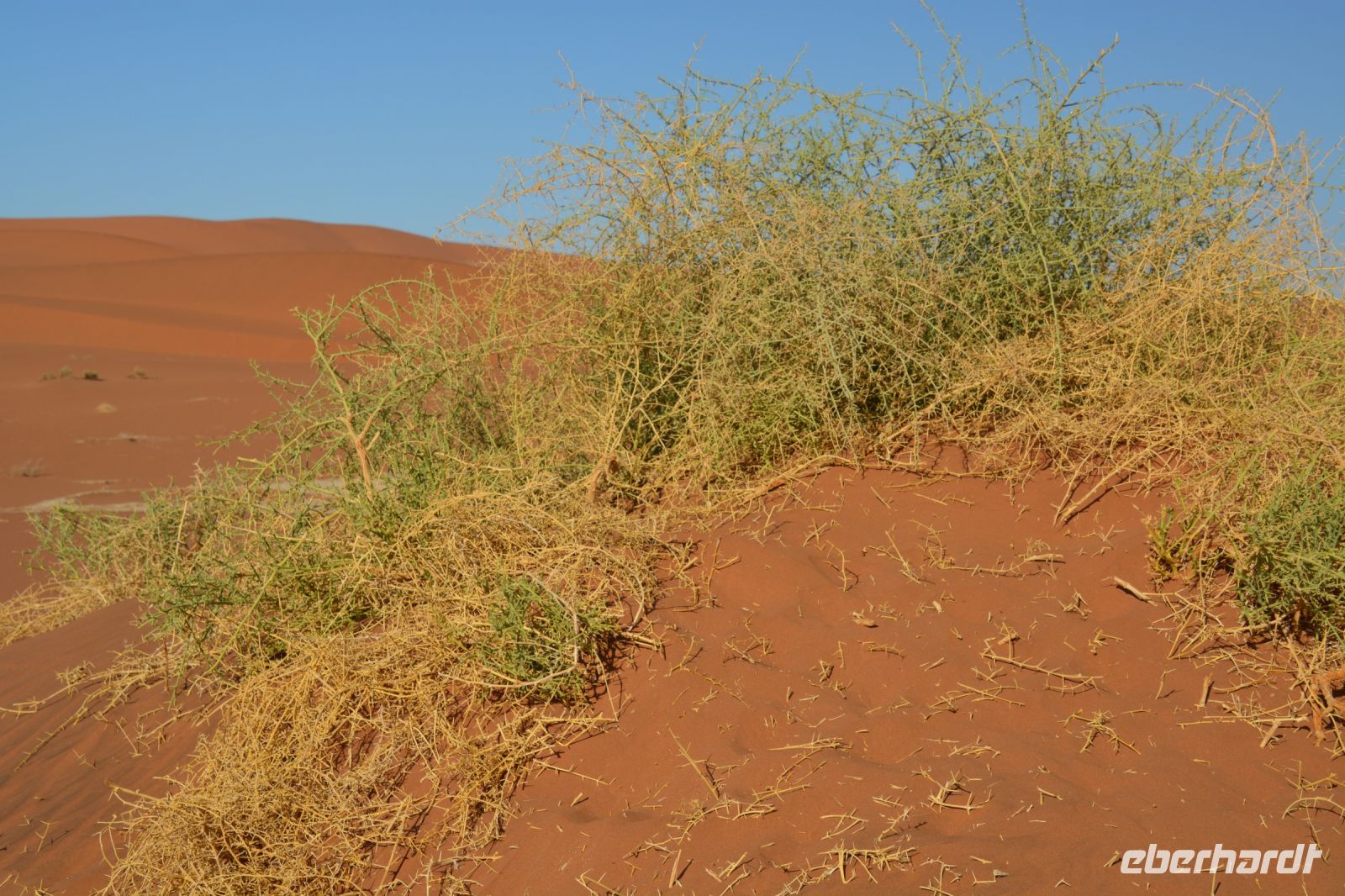 karges Grün &ndash; &copy; Gina Egenolf (Eberhardt TRAVEL)