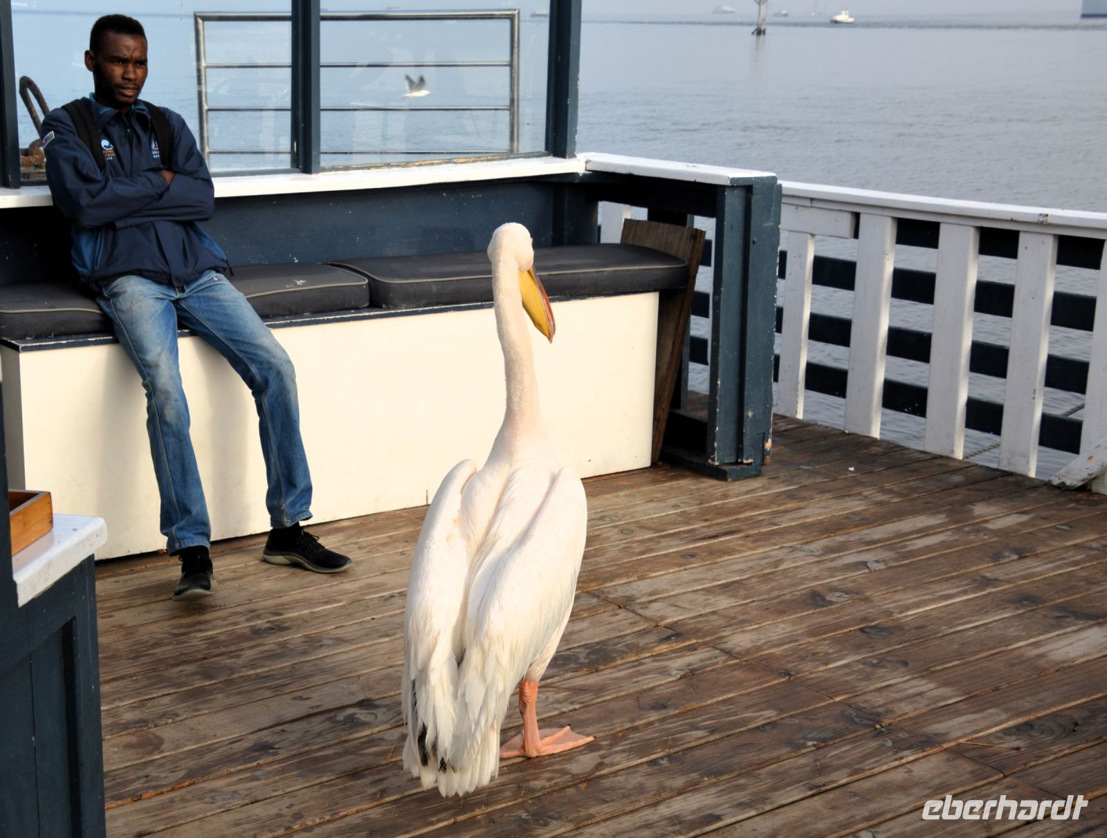 Pelikan Felix wartet auf uns &ndash; &copy; Gina Egenolf (Eberhardt TRAVEL)