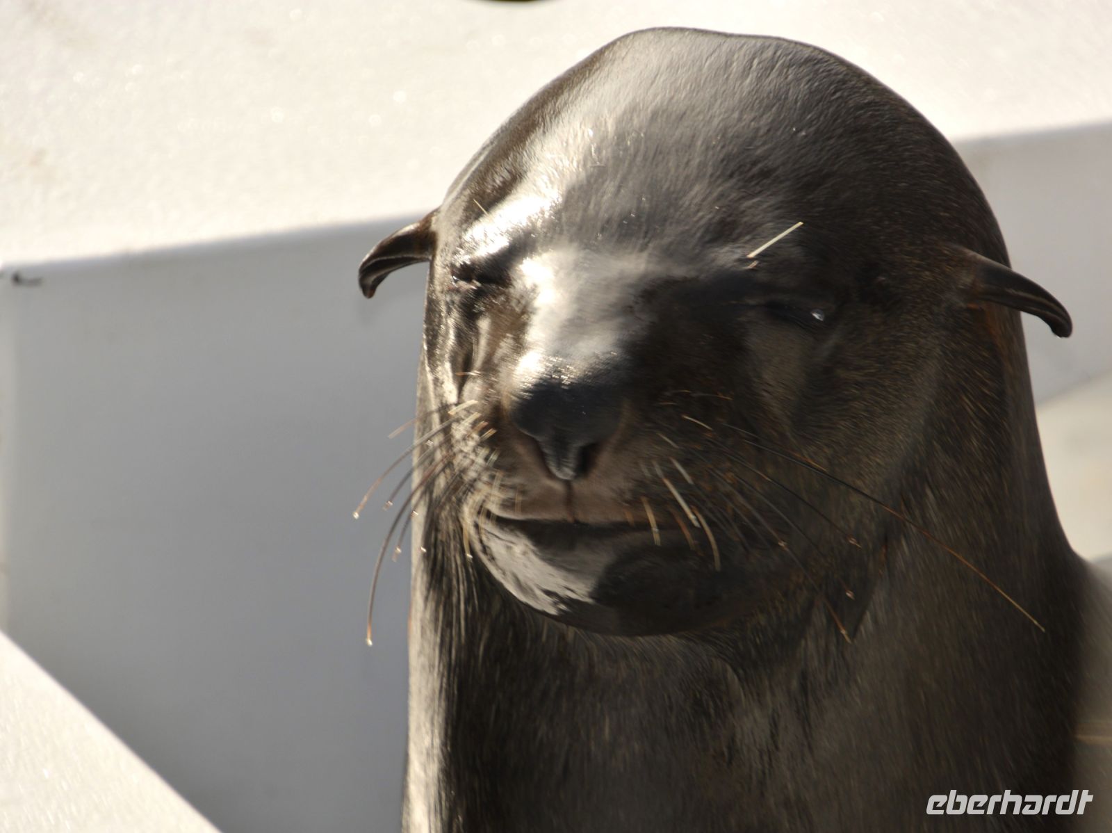 Ich bin Seebär Bobby &ndash; &copy; Gina Egenolf (Eberhardt TRAVEL)
