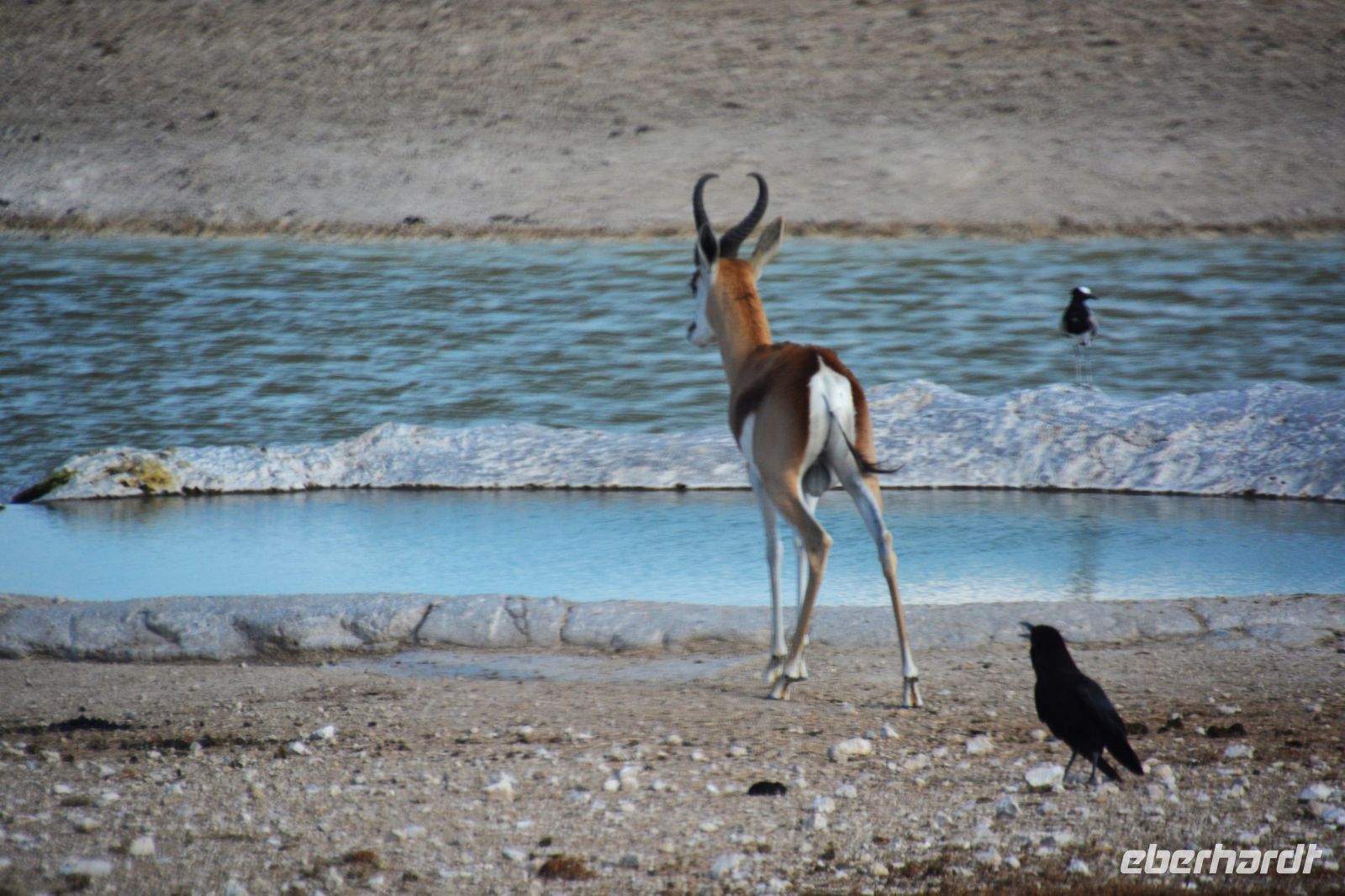 Springbock am Wasserloch (Etosha-NP) &ndash; &copy; Gina Egenolf (Eberhardt TRAVEL)