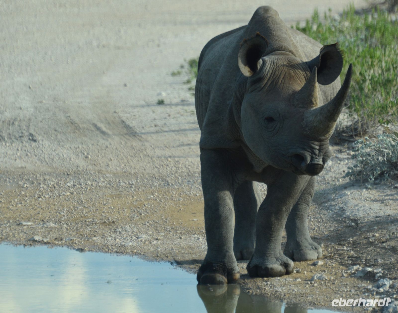 wer sind denn die? (Etosha-NP) &ndash; &copy; Gina Egenolf (Eberhardt TRAVEL)