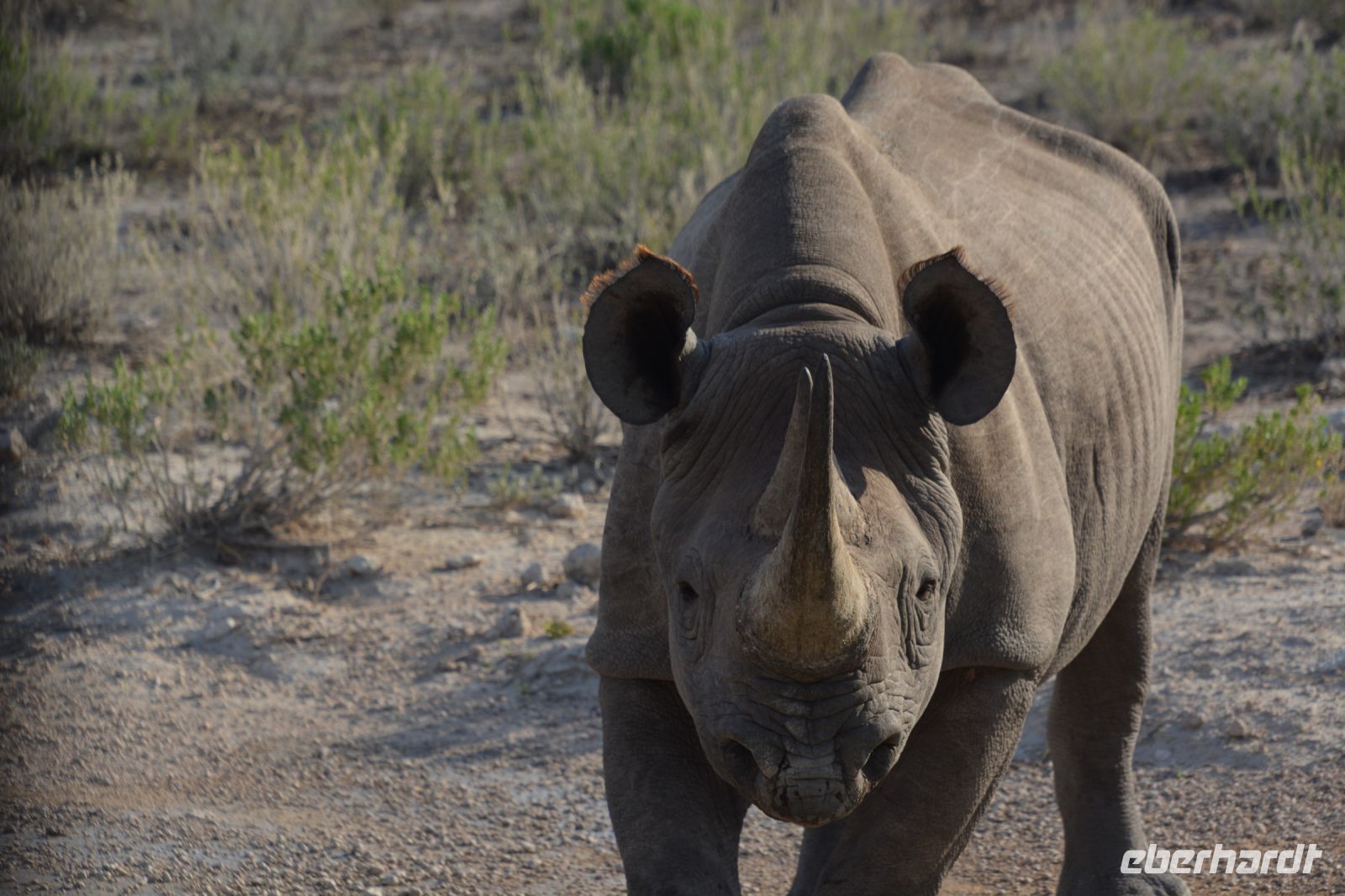jetzt haut mal ab! (Etosha-NP) &ndash; &copy; Gina Egenolf (Eberhardt TRAVEL)