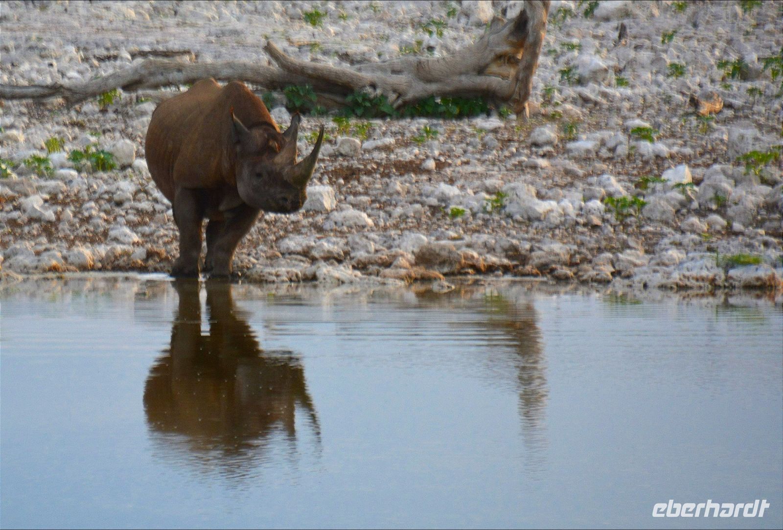 Nashorn am Wasserloch (Etosha-NP) &ndash; &copy; Gina Egenolf (Eberhardt TRAVEL)