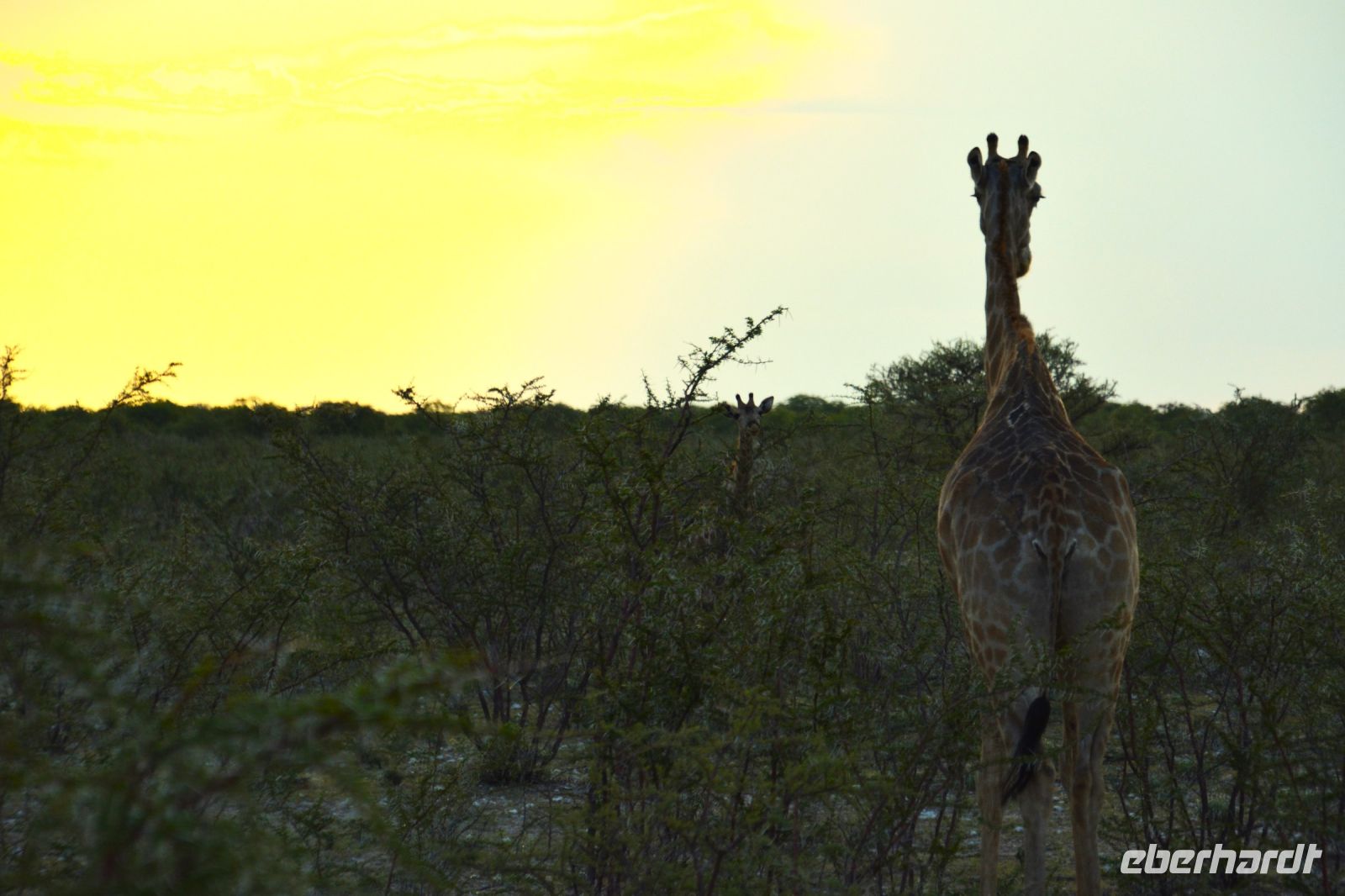gute Nacht Etosha! &ndash; &copy; Gina Egenolf (Eberhardt TRAVEL)