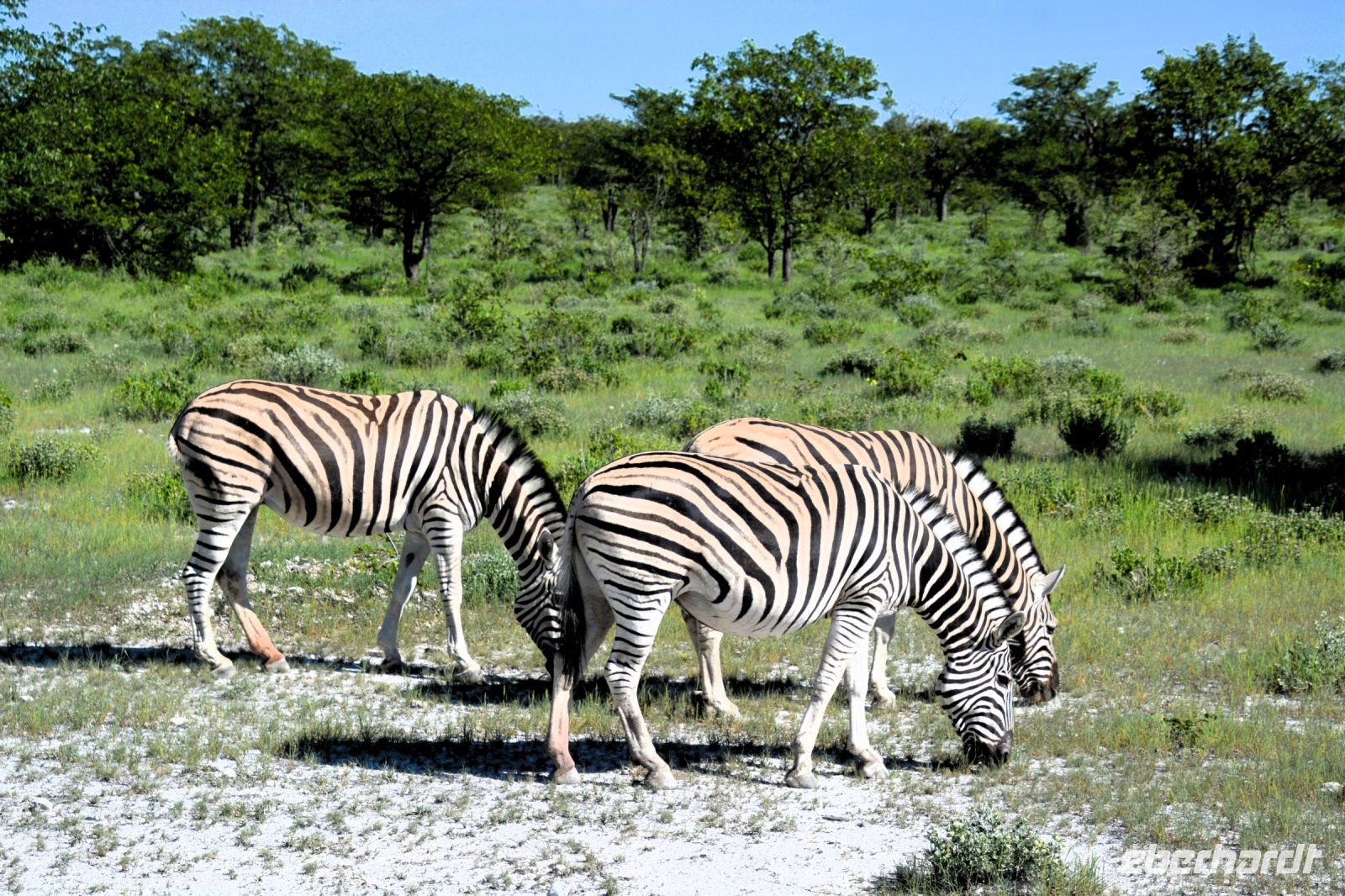 Zebras beim Frühstück (Etosha-NP) &ndash; &copy; Gina Egenolf (Eberhardt TRAVEL)