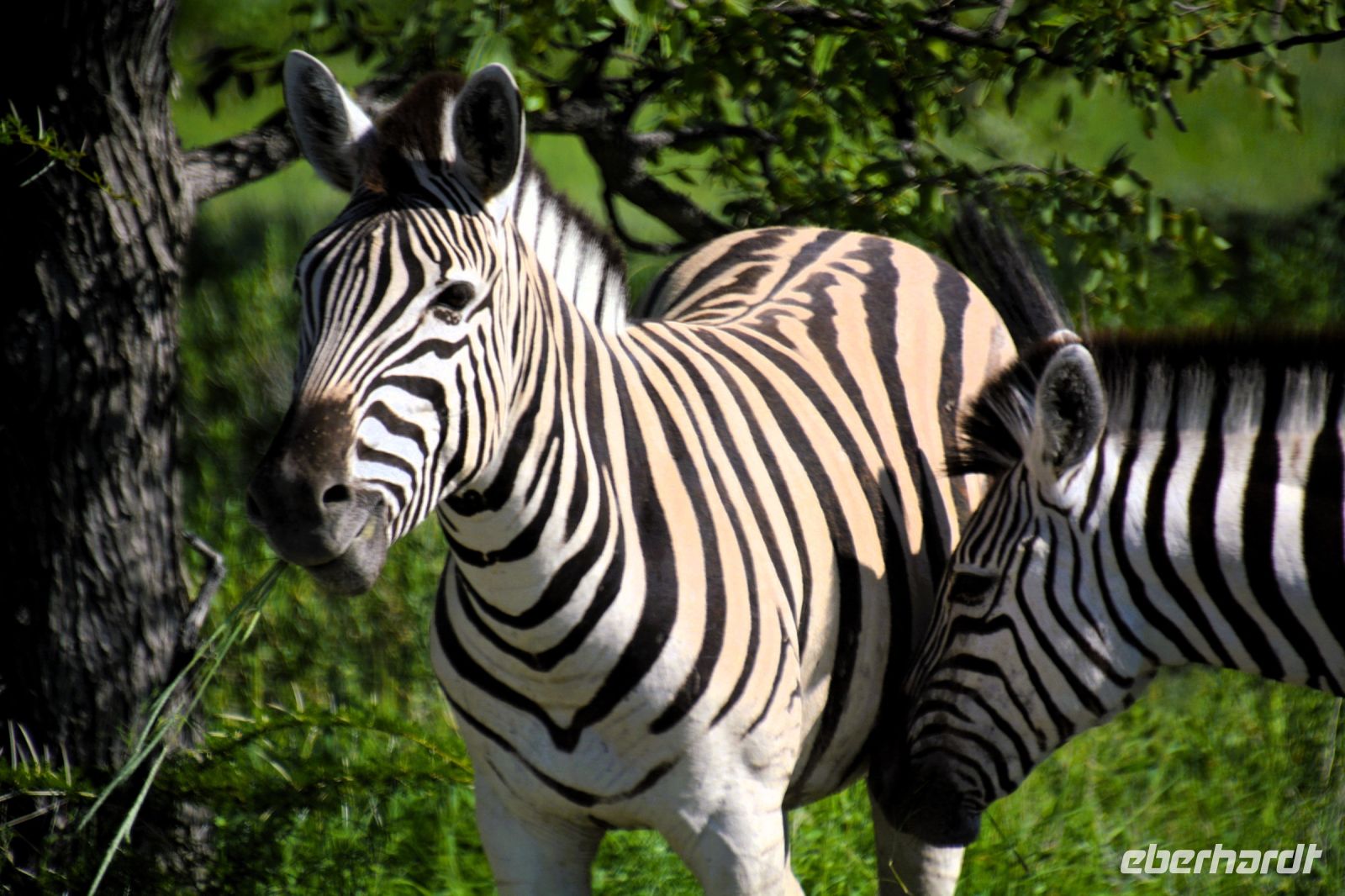 Bin ich ein schönes Zebra? (Etosha-NP) &ndash; &copy; Gina Egenolf (Eberhardt TRAVEL)