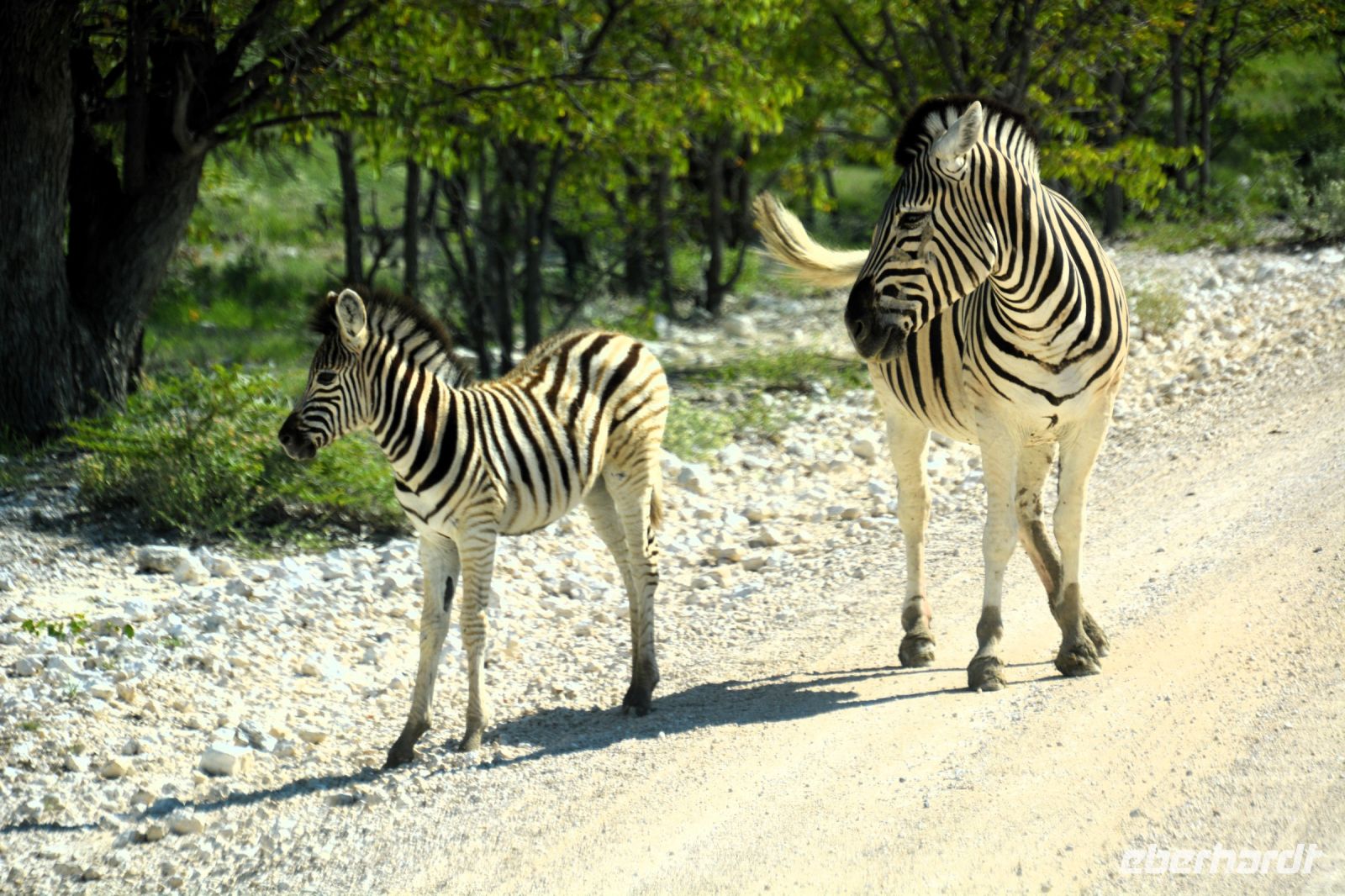 Mutter und Junges (Etosha-NP) &ndash; &copy; Gina Egenolf (Eberhardt TRAVEL)