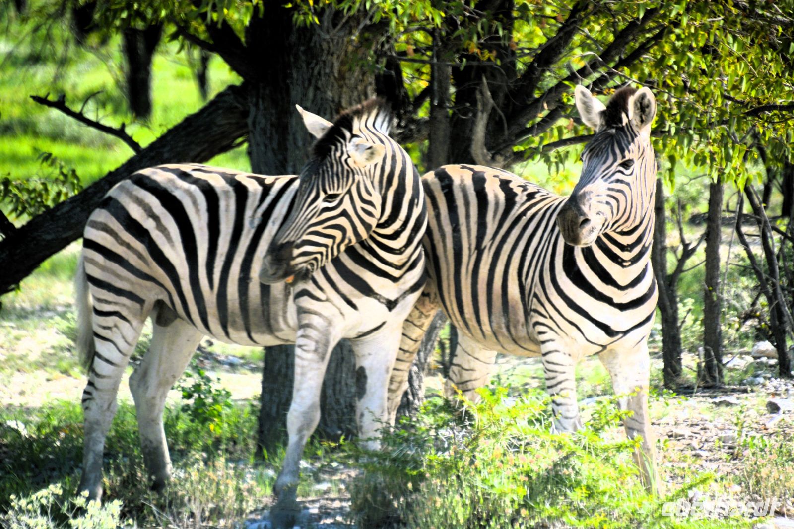 harmonische Eintracht bei Zebras (Etosha-NP) &ndash; &copy; Gina Egenolf (Eberhardt TRAVEL)