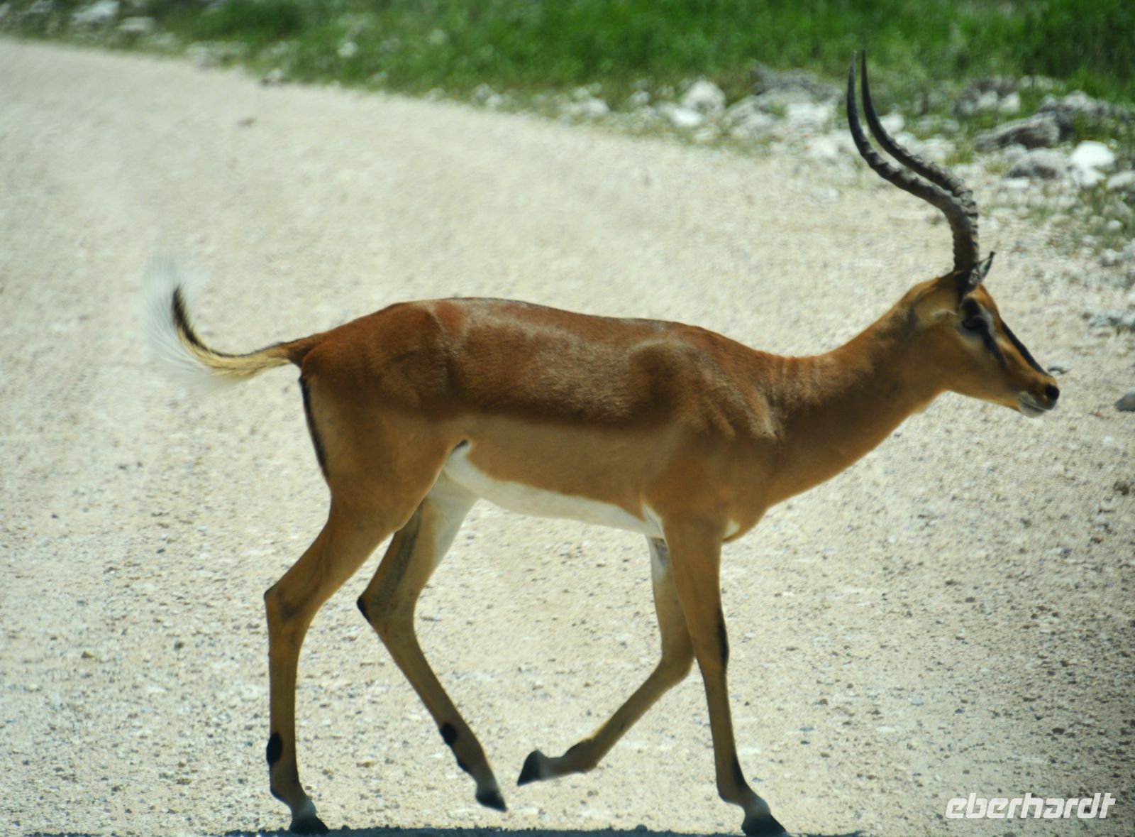 Tiere haben Vorfahrt (Etosha-NP) &ndash; &copy; Gina Egenolf (Eberhardt TRAVEL)