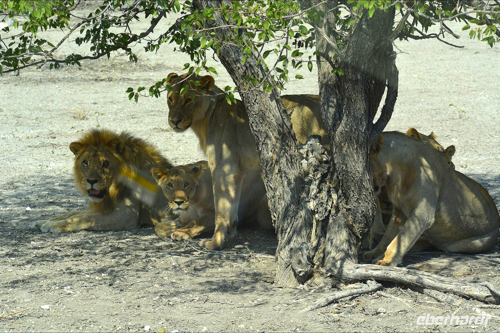 Löwensippe - bitte recht freundlich! (Etosha-NP) &ndash; &copy; Gina Egenolf (Eberhardt TRAVEL)
