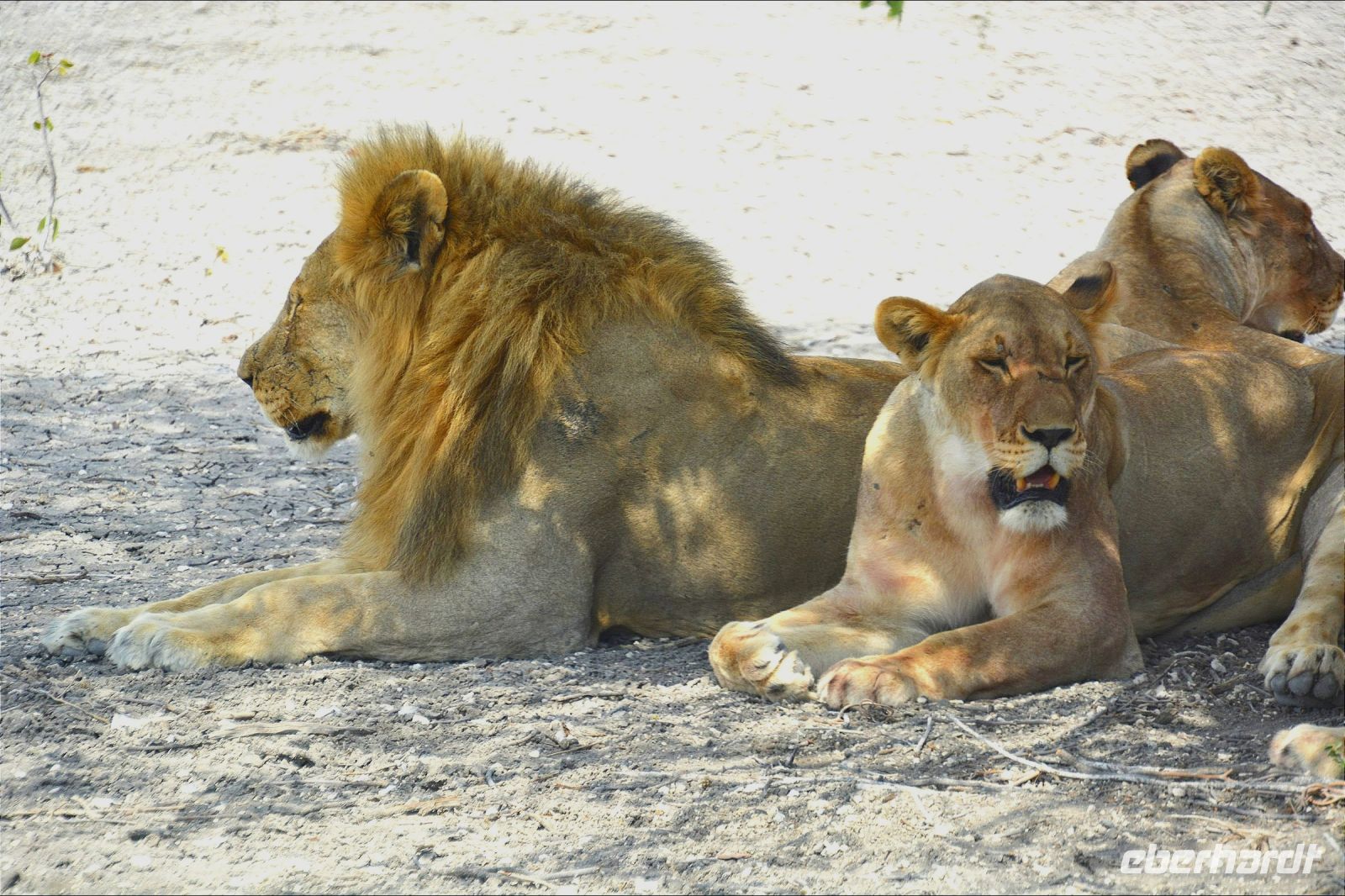 Löwen - herangezoomt! (Etosha-NP) &ndash; &copy; Gina Egenolf (Eberhardt TRAVEL)