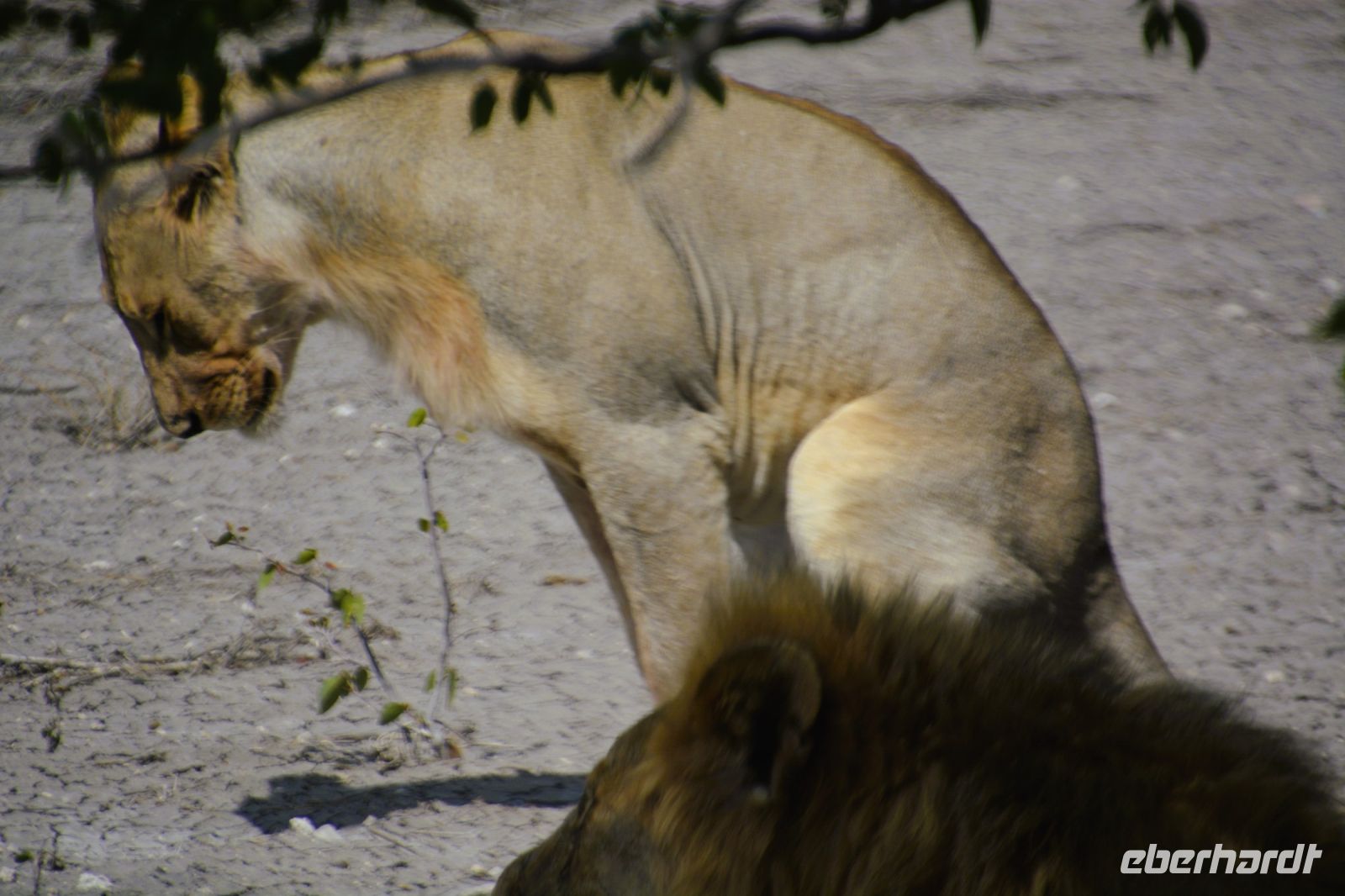 auch Löwinnen haben Bedürfnisse! (Etosha-NP) &ndash; &copy; Gina Egenolf (Eberhardt TRAVEL)