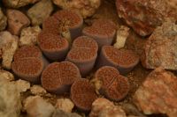Lebende Steine (Lithops-Sukkulentengattung) - Alte Kalkofen Lodge &ndash; &copy; Gina Egenolf (Eberhardt TRAVEL)