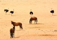 und Wildperde bei Garub &ndash; &copy; Gina Egenolf (Eberhardt TRAVEL)