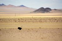 einsamer Strauß bei Garub &ndash; &copy; Gina Egenolf (Eberhardt TRAVEL)