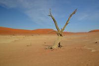 abgestorbener Baum im Dead Vlei &ndash; &copy; Gina Egenolf (Eberhardt TRAVEL)