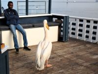 Pelikan Felix wartet auf uns &ndash; &copy; Gina Egenolf (Eberhardt TRAVEL)