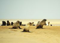 Robbenbalett &ndash; &copy; Gina Egenolf (Eberhardt TRAVEL)