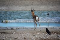 Springbock am Wasserloch (Etosha-NP) &ndash; &copy; Gina Egenolf (Eberhardt TRAVEL)