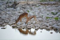 noch mehr Springböcke am Wasserloch (Etosha-NP) &ndash; &copy; Gina Egenolf (Eberhardt TRAVEL)