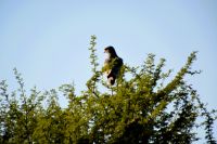 Habicht oder Adler? (Etosha-NP) &ndash; &copy; Gina Egenolf (Eberhardt TRAVEL)