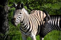 Bin ich ein schönes Zebra? (Etosha-NP) &ndash; &copy; Gina Egenolf (Eberhardt TRAVEL)