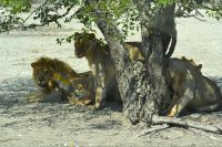 Löwensippe - bitte recht freundlich! (Etosha-NP) &ndash; &copy; Gina Egenolf (Eberhardt TRAVEL)