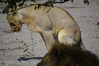 auch Löwinnen haben Bedürfnisse! (Etosha-NP) &ndash; &copy; Gina Egenolf (Eberhardt TRAVEL)