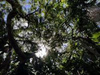 St. Lucia: Blick ins Grüne unserer Unterkunft &ndash; &copy; Anne Fohlert (Eberhardt TRAVEL)