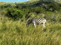 Hluhluwe Nationalpark: Zebra &ndash; &copy; Anne Fohlert (Eberhardt TRAVEL)