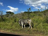 Hluhluwe Nationalpark: Zebra &ndash; &copy; Anne Fohlert (Eberhardt TRAVEL)